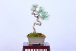 thimote-pin-sylvestre-ref-pin-55