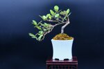 pauline-eleagnus-demi-cascade-ref-elea-26
