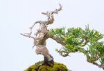 jean-charles-shohin-itoigawa-ref-juni-41