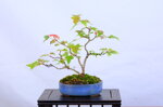 josette-erable-trident-sankan-ref-acer-57