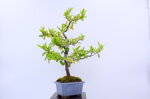 olivier-pyracantha-moyogi-ref-pyra-05