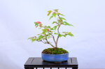 josette-erable-trident-sankan-ref-acer-57