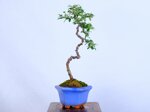 paul-cotoneaster-en-lettre-ref-coto-97