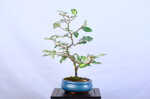 maxime-eleagnus-moyogi-ref-elea-41