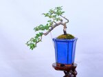 morgane-cotoneaster-cascade-ref-coto-93