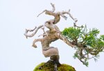 jean-charles-shohin-itoigawa-ref-juni-41