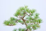 jacky-pin-blanc-du-japon-triple-tronc-ref-pin-28