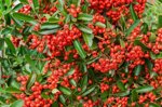 olivier-pyracantha-moyogi-ref-pyra-05