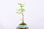 benoit-ginkgo-biloba-moyogi-ref-gin-05