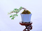 louisa-cotoneaster-mini-cascade-ref-coto-95
