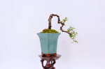adele-cotoneaster-en-cascade-ref-coto-80
