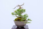 jean-charles-shohin-itoigawa-ref-juni-41