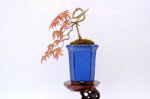 hugo-erable-du-japon-cascade-ref-acer-36