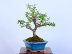 lara-cotoneaster-sous-le-vent-ref-coto-99