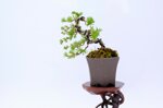 salome-meleze-du-japon-demi-cascade-ref-lari-41