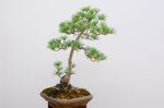 jacky-pin-blanc-du-japon-triple-tronc-ref-pin-28