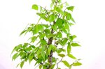 patrick-zelkova-en-balai-ref-zelk-10