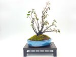viviane-cotoneaster-foret-ref-coto-74