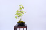 mona-cepee-derables-ref-acer-47