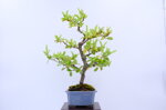 olivier-pyracantha-moyogi-ref-pyra-05