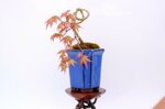 hugo-erable-du-japon-cascade-ref-acer-36