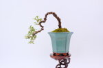 adele-cotoneaster-en-cascade-ref-coto-80