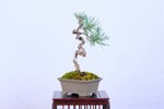 thimote-pin-sylvestre-ref-pin-55