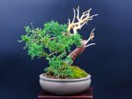 raphael-shohin-kishu-ref-juni-40