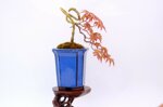 hugo-erable-du-japon-cascade-ref-acer-36