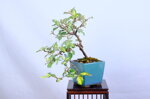 marge-eleagnus-cascade-ref-elea-38