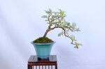 coralie-eleagnus-cascade-ref-elea-40