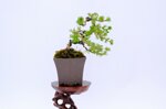 salome-meleze-du-japon-demi-cascade-ref-lari-41
