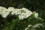 olivier-pyracantha-moyogi-ref-pyra-05
