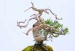 jean-charles-shohin-itoigawa-ref-juni-41