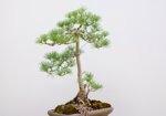 jacky-pin-blanc-du-japon-triple-tronc-ref-pin-28