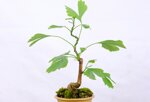 salvatore-ginkgo-biloba-moyogi-ref-gin-03