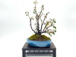 viviane-cotoneaster-foret-ref-coto-74
