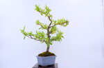 olivier-pyracantha-moyogi-ref-pyra-05