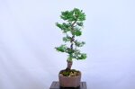 marie-christine-cypres-hinoki-moyogi-ref-hino-09