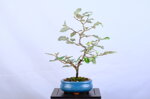 maxime-eleagnus-moyogi-ref-elea-41