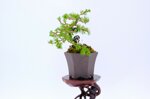 salome-meleze-du-japon-demi-cascade-ref-lari-41