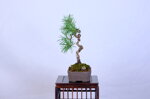 laurence-pin-sylvestre-fukinagashi-ref-pin-58