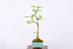 benoit-ginkgo-biloba-moyogi-ref-gin-05