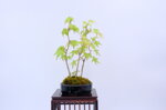 mona-cepee-derables-ref-acer-47