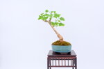 jessica-ginkgo-ref-gin-06