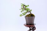 salome-meleze-du-japon-demi-cascade-ref-lari-41