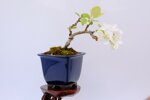 edwina-mini-pommier-a-fleurs-ref-malu-17
