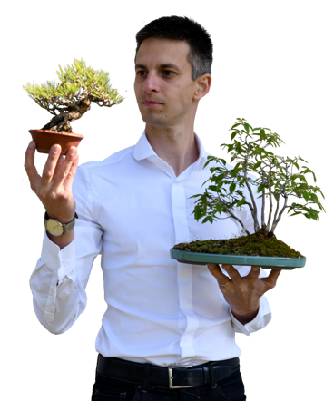 un homme en chemise blanche expertise deux petits bonsais qu'il tient devant lui