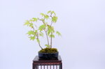 mona-cepee-derables-ref-acer-47