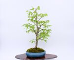 gwendoline-zelkova-en-balai-ref-zelk-09